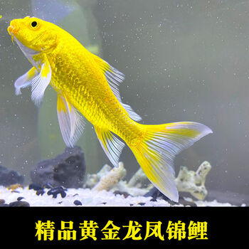 金鱼活鱼黄金锦鲤鱼龙凤锦鲤好养耐活冷水观赏鱼小鱼苗活体 黄金龙凤