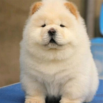 纯种松狮犬 面包嘴 松狮犬幼犬 紫色头双血统宠物狗狗松狮狗幼犬活体狮子型宠物活体狗狗公母都有 A级松狮 公【图片 价格 品牌 报价】-京东