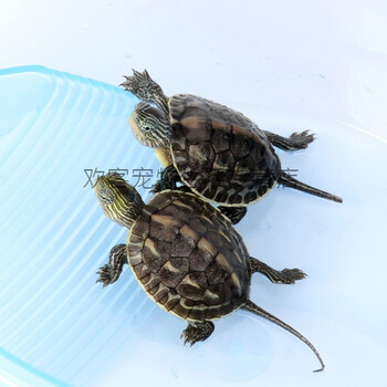 宠物乌龟花龟小型乌龟苗活体杂食性好养活物珍珠龟 8-10cm【1只】