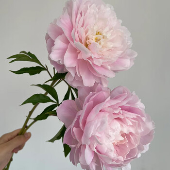 麦桑荷荷兰进口芍药鲜切花粉色重瓣牡丹油画云南山东基地直发荷兰进口