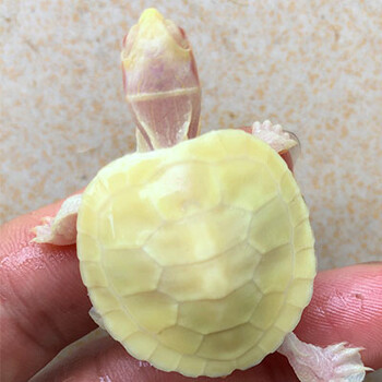 变异白化巴西龟苗宠物观赏焦糖黄金儿童深水龟鱼缸混养小乌龟活物