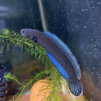 阿萨姆奶茶雷龙鱼苗子蓝帆奶茶七彩酒红火背中小型活体淡水观赏鱼 二