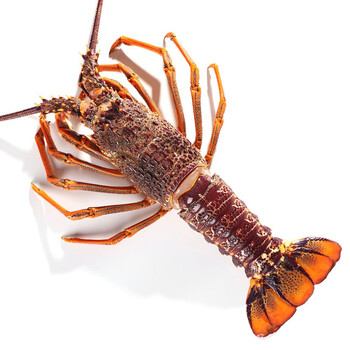 【壹家盛】超大龙虾纽龙新西兰龙虾龙虾特大新鲜冷冻大龙虾海鲜大虾