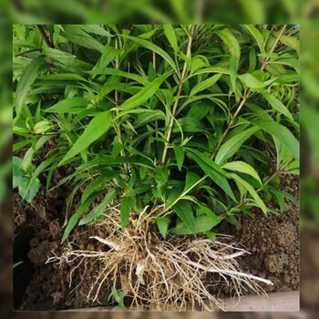 伤力草苗商丘配方中成药强身健体新鲜伤力草损伤伤力草苗端午节 10颗