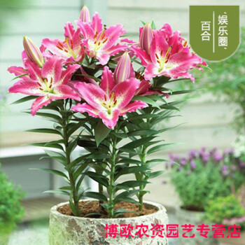 重瓣香水百合花种球带花芽四季开花易活好养花卉盆栽植物室内种子娱乐圈买五送一12 图片价格品牌报价 京东