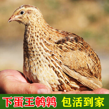 鹌鹑鸟活苗活体一对家养巨型小鹌鹑下蛋王成年活物宠物活动中青年鹌鹑