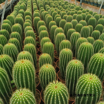 园艺大凤龙仙人柱科大型植物仙人球绿植盆栽造景美观阳台1520cm直径67