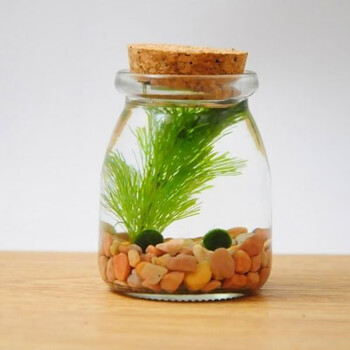 海藻球生态瓶苔藓微景观海藻球生态瓶水培植物球藻diy球藻浮萍小礼品