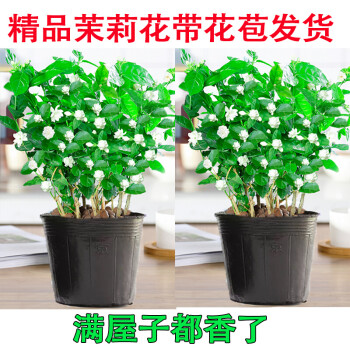 小胖家茉莉花花草花卉盆栽花室内阳台植物绿植盆栽观花植物四季好养带花苞开花不断绿植好养活茉莉花 原土2盆优惠 买2件送喷壶 图片价格品牌报价 京东