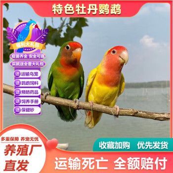 牡丹鸚鵡活鳥活物桃臉黃桃綠桃小鳥會學說活的寵物鳥家養成年繁殖 紅