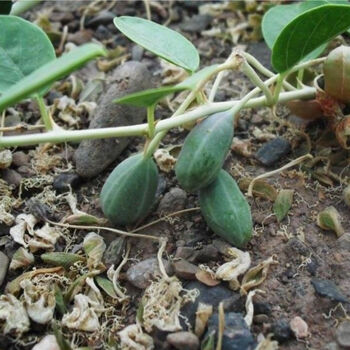 新疆特 产野西瓜小西瓜中药材泡酒料 500克1斤【图