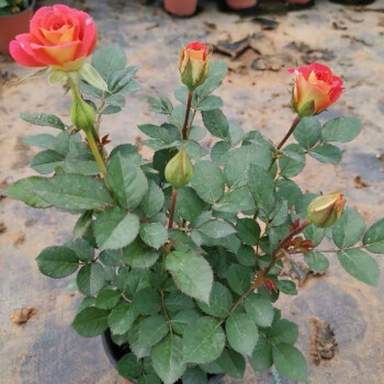 玫瑰花苗玫瑰花盆栽樹苗月季花苗盆栽花卉植物室內易養活特大花花魅惑