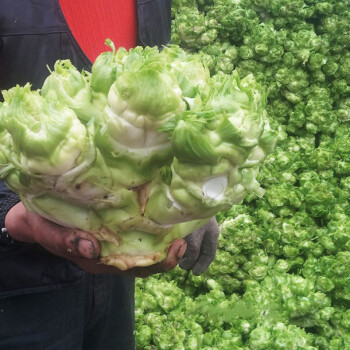 顏集卉兒菜種子抱子芥菜種子榨菜種子大頭菜種子棒菜種子秋冬季蔬菜