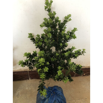 晗畅园艺圆叶珍珠罗汉松四季常青盆栽苗微型小品素材苗黑珍珠小叶罗