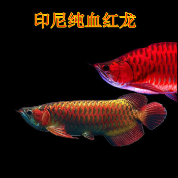 观赏宠物红龙鱼活鱼体印度尼西亚纯血血红绿皮辣椒金龙小鱼风水 印尼