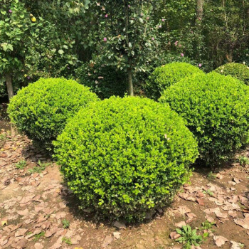 中夢 瓜子黃楊球樹苗紅葉石楠球小葉女貞球別墅庭院工程綠化苗四季