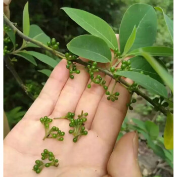 洑記【現貨】雲南現摘野生新鮮山胡椒食用四川特產 嫩小2斤