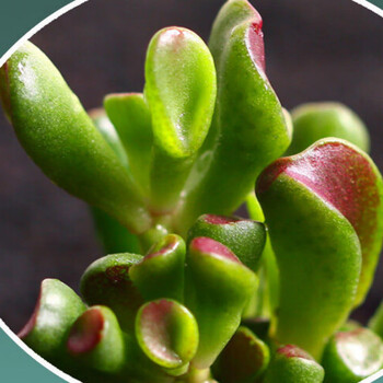 吸财树老桩吸财树肉肉植物筒叶花月多肉花小老桩超大株特大盆z5 吸财树5cm小群不含盆 图片价格品牌报价 京东