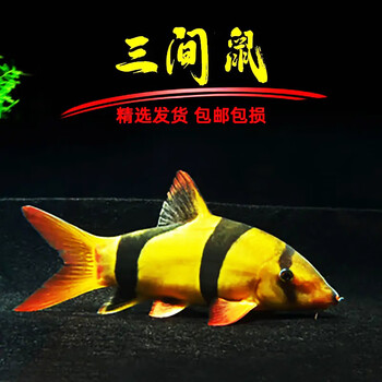 超大尺寸印尼三间鼠热带观赏鱼工具鱼除藻皇冠鱼小丑印尼 10到12厘米