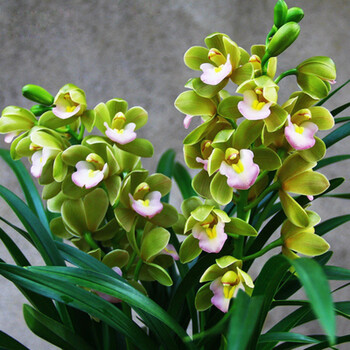 兰花苗醉美人室内盆栽植物四季兰花卉阳台绿植兰草观花香兰5苗关注肥