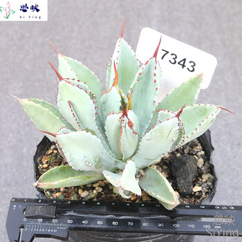 植物员外贝壳龙龙舌兰科沙生夏型种多肉植物景观绿植7343 裸根不带土 图片价格品牌报价 京东