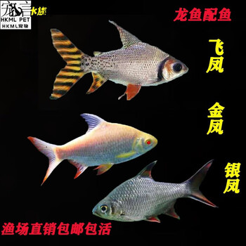 飞凤鱼活体直纹飞凤金凤银凤龙鱼配鱼热带观赏鱼吃垃圾鱼泰国鲫1315cm