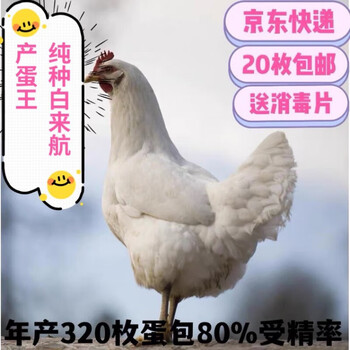 荣郁高产白来航下蛋鸡种蛋受精蛋可孵化正宗产蛋鸡王白来航海兰白20枚