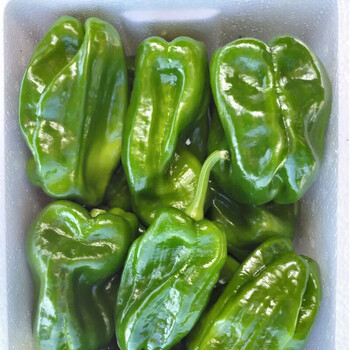 顺丰东北麻辣椒现摘圆椒蘸酱菜新鲜灯笼椒1斤