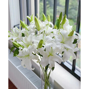 香水百合种球进口的荷兰花种子重瓣盆栽植物花卉好养浓香型百合花白色