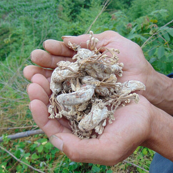 【野生金蝉花】大别山竹林蝉花土蝉花金婵花蛹虫草金蚕花 一斤装