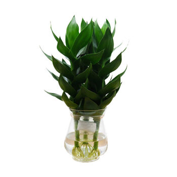 富贵竹水养花卉绿植盆栽办公室水培植物室内好养观音竹3支