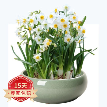 行湘水仙 行湘水仙花种球水培室内花卉水仙花绿植水培花卉盆栽植物水仙花卉颜色随机 满盆水仙 青瓷陶瓷盆 行情报价价格评测 京东