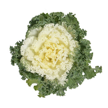 羽衣甘蓝 名古屋白色 120# 育苗盘发货