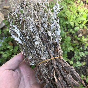 新货翻白草新鲜无硫无添加翻白草正宗新货翻白草地骨皮精选整颗翻白草