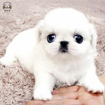 京巴犬活体京巴幼犬纯白色小体京巴犬狮子狗幼崽 纯