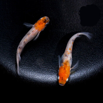 荣郁青匠观赏鱼冷水金鱼原生迷你小锦鲤淡水活体魔法鱼卵锦鱂云州三色