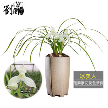 刘阁兰花苗莲瓣兰高档素花冰美人冬带花苞出售花卉精品室内外好养盆栽4苗连体裸根 送肥送说明书 图片价格品牌报价 京东