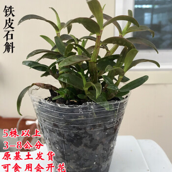 铁皮石斛生长环境温度_种植铁皮石斛的效益_种铁皮石斛要怎样护理