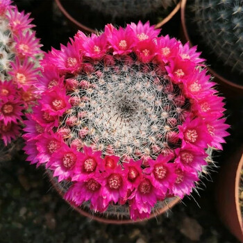 仙人球带花苞多肉植物带盆阳台庭院盆栽室内办公室绿植绯花玉 玉翁8