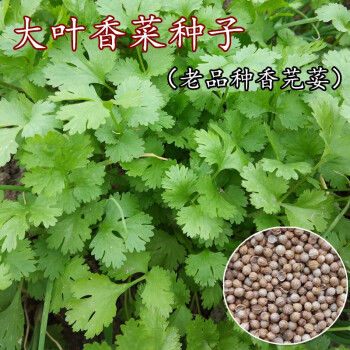 揭美香菜种子大叶香菜老品种香芫荽辅料菜种子阳台盆栽田园播种香菜籽