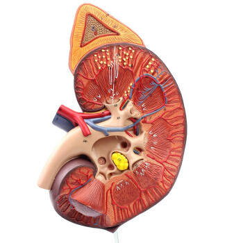 肾小体模型图图片