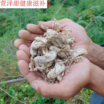 大别山区金蝉花竹林蝉花土蝉花金蝉花新货蛹虫草金蚕花一斤装