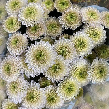 小菊科隆香水b10枝扎60cm白色