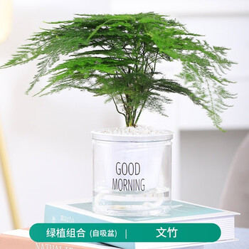 花东p对绿植盆栽水培办公室桌面四季植物室内花卉苗木盆景 98 好评 强烈推荐 文竹 懒人盆 图片价格品牌报价 京东
