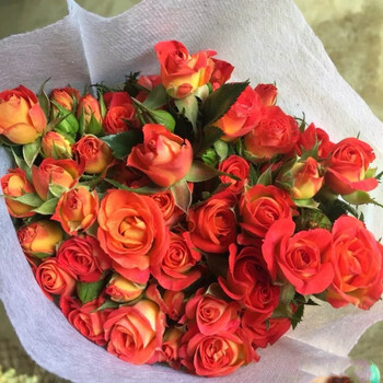 云醉花 狂欢泡泡 10枝/扎 多头橙红色玫 c级
