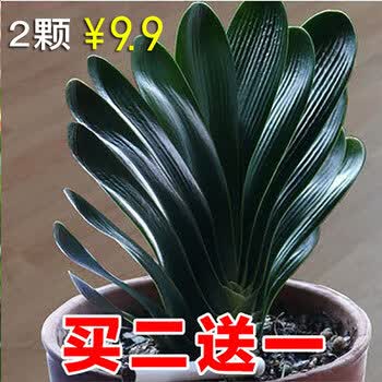 四季君子兰带花苞盆栽老苗室内花卉植物圆头和尚好养大苗当年开花君子兰5 6片叶子 品种备注 1棵不送 买2送1 不含盆 图片价格品牌报价 京东