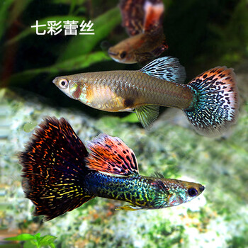 孔雀鱼孔雀鱼活体  公母一对 纯种 孕母热带鱼红鱼苗小 银色 七彩蕾丝