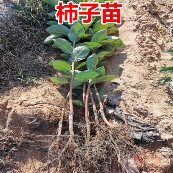 树苗南方北方种植阳台庭院四季种易活当年结果正宗果树苗10年大苗品种