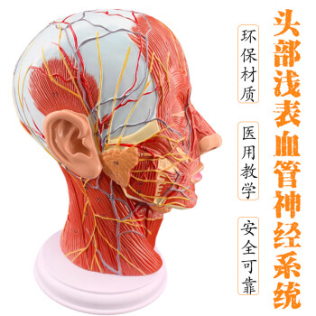 50倍人體皮膚結構模型 放大解剖模型醫學美容整形立體皮膚放大模型