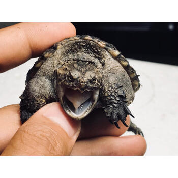 纯佛鳄龟苗爆刺王杂佛鳄龟活物北美 黑色 10-14cm